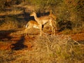 Impala mother and calf