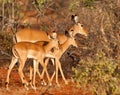 Impala mother and twins Royalty Free Stock Photo