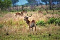 Impala at the Okavango Delta