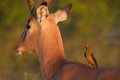 Impala and oxpecker