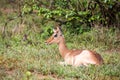 Impala and Oxpecker