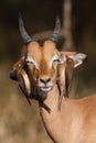 Impala and oxpeckers Royalty Free Stock Photo