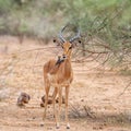 Impala With Oxpeckers