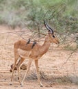 Impala With Oxpeckers Royalty Free Stock Photo