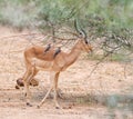 Impala With Oxpeckers