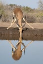 Impala drinking at a water hole Royalty Free Stock Photo