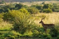 Impala, Pilanesberg