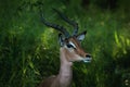 Impala poing with beautiful horns Royalty Free Stock Photo