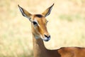 Impala portrait