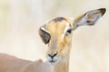 Impala portrait close up Royalty Free Stock Photo