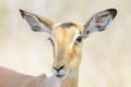 Impala portrait close up Royalty Free Stock Photo