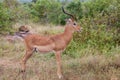 Impala Ram in profile view with bushy backdrop Royalty Free Stock Photo