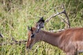 Young Impala Ram with short spikes horns Royalty Free Stock Photo