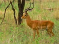 Impala Ram Royalty Free Stock Photo