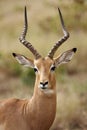 Impala Ram Royalty Free Stock Photo