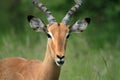 Impala Ram Royalty Free Stock Photo