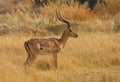 Impala ram Royalty Free Stock Photo