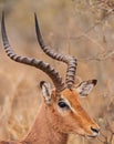 Impala Ram Aepyceros melampus Royalty Free Stock Photo