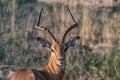 Impala ram looking back towards the camera Royalty Free Stock Photo