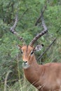 Impala Ram Royalty Free Stock Photo