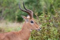Impala Ram in profile displaying lyre-shaped horns Royalty Free Stock Photo
