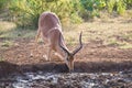 Impala ram down on his knees drinking water at sunset Royalty Free Stock Photo