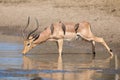 Impala ram drink water from pond with risk of crocodile Royalty Free Stock Photo