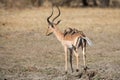 Impala ram drink water from pond with risk of crocodile Royalty Free Stock Photo