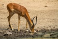 Impala ram drinking water Royalty Free Stock Photo