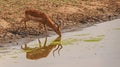 Impala Ram drinking water in Kruger National Park. South Africa Royalty Free Stock Photo