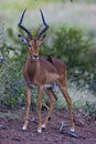 Impala Ram