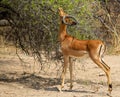 Impala ram foraging on a thorn bush Royalty Free Stock Photo