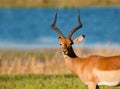 Impala ram in nice afternoon light Royalty Free Stock Photo