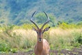 Impala Ram Royalty Free Stock Photo