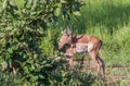 Impala ram preening in the African bush Royalty Free Stock Photo