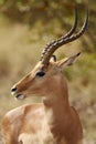 Impala ram in profile Royalty Free Stock Photo