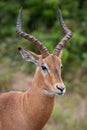 Impala Ram_7386 Royalty Free Stock Photo