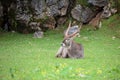 Impala ram sitting on grass Royalty Free Stock Photo