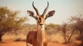 Impala ram starring at the camera. generative ai