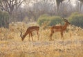 Impala rams