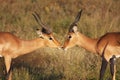 Impala rams