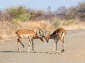 Impala Rams Fighting