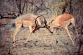 Impala Rams Fighting