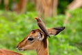 Impala and redbilled oxpecker