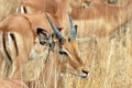 Impala with redbilled oxpecker