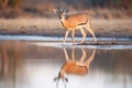 impala reflection in waterhole at dusk Royalty Free Stock Photo