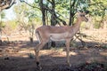 Impala relaxed at Kruger National Park