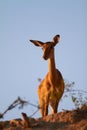 Impala on ridge Royalty Free Stock Photo