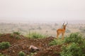 Impala Rock Royalty Free Stock Photo