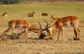 Fighting Impala in Kruger NP.